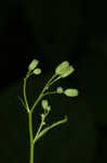 Common nipplewort